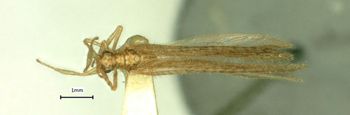 Media type: image;   Entomology 10445 Aspect: habitus dorsal view